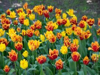 TulipTopGardens2016-25