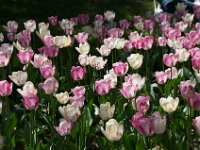 TulipTopGardens2016-28