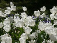 TulipTopGardens2016-29