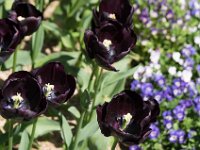 TulipTopGardens2016-30