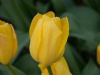 TulipTopGardens2016-31