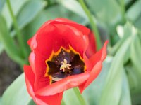 TulipTopGardens2016-34