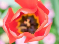 TulipTopGardens2016-35