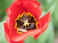 TulipTopGardens2016-36