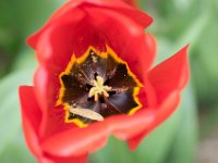 TulipTopGardens2016-37