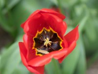 TulipTopGardens2016-38