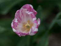 TulipTopGardens2016-39