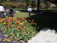 TulipTopGardens2016-4