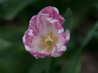 TulipTopGardens2016-40