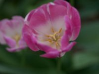 TulipTopGardens2016-41