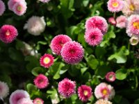 TulipTopGardens2016-42