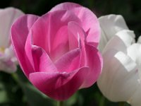 TulipTopGardens2016-44