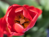 TulipTopGardens2016-45