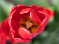 TulipTopGardens2016-46