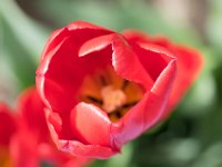 TulipTopGardens2016-47