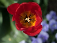 TulipTopGardens2016-48