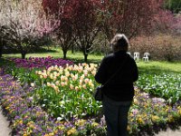 TulipTopGardens2016-5