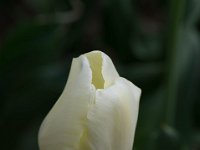 TulipTopGardens2016-50