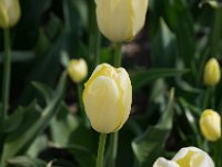 TulipTopGardens2016-52