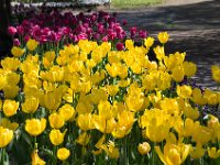 TulipTopGardens2016-53