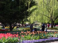 TulipTopGardens2016-57