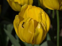 TulipTopGardens2016-58