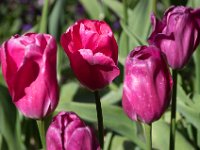 TulipTopGardens2016-59