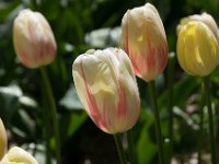 TulipTopGardens2016-6