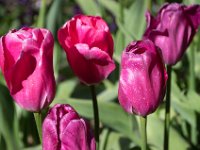 TulipTopGardens2016-60