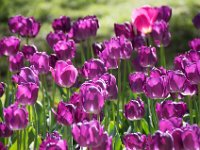 TulipTopGardens2016-7