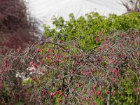 TulipTopGardens2016-74