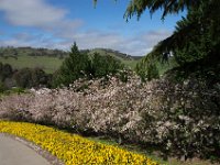 TulipTopGardens2016-78