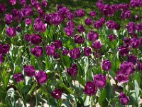 TulipTopGardens2016-8