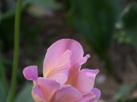 TulipTopGardens2016-85