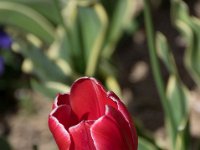 TulipTopGardens2016-86