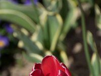 TulipTopGardens2016-87