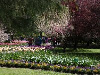 TulipTopGardens2016-9