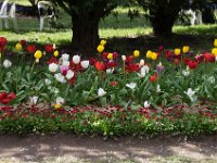 TulipTopGardens2016-90