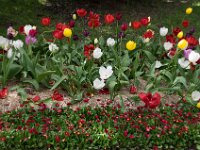 TulipTopGardens2016-92