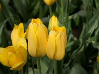 TulipTopGardens2016-99