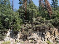 USA2016-443  Yosemite National Park : 2016, August, Betty, US, holidays