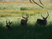 USA2016-569  Yosemite National Park : 2016, August, Betty, US, holidays