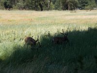 USA2016-573  Yosemite National Park : 2016, August, Betty, US, holidays