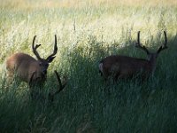 USA2016-574  Yosemite National Park : 2016, August, Betty, US, holidays