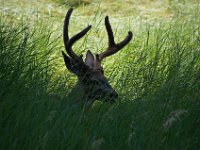 USA2016-581  Yosemite National Park : 2016, August, Betty, US, holidays