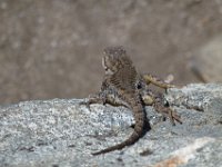 USA2016-666  On the way from Sonora to Reno through Stanilaus National Park : 2016, August, Betty, US, holidays