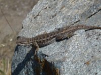 USA2016-667  On the way from Sonora to Reno through Stanilaus National Park : 2016, August, Betty, US, holidays