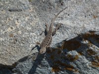 USA2016-670  On the way from Sonora to Reno through Stanilaus National Park : 2016, August, Betty, US, holidays