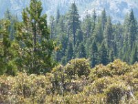 USA2016-673  On the way from Sonora to Reno through Stanilaus National Park : 2016, August, Betty, US, holidays