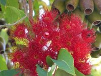 USA2016-1014  Flowers in a eucalypt tree near our motel : 2016, August, Betty, US, holidays